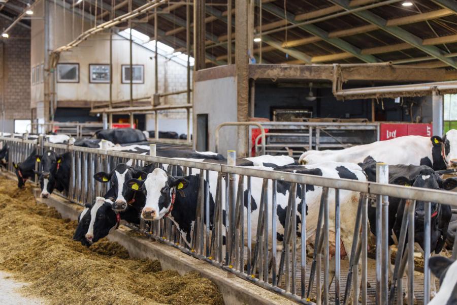 Bij de bouw van de stal in 2009 werden twee robots geplaatst. Met een productie van zo’n 900.000 kg melk per robot per jaar bleek dat een goede keuze