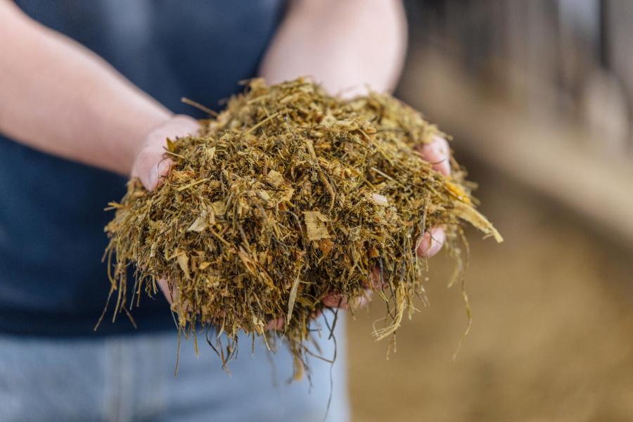 De veehouders werken met twee productiegroepen, met op elke robot één groep. In het rantsoen van de laag productieve groep zit meer gras