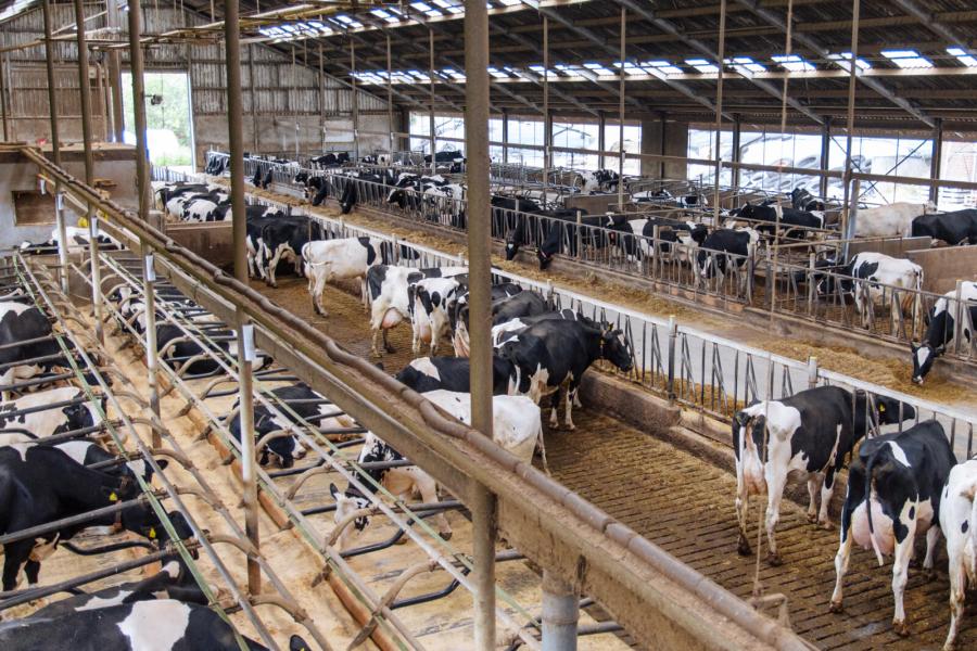 In 2009 verhuisde het bedrijf van de bebouwde kom naar het buitengebied, waar een nieuwe stal werd gebouwd.Alle dieren worden onder één kap gehouden. Links de melkkoeien, rechts het jongvee en de droge koeien