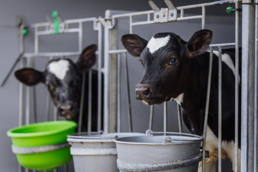 Met zo’n 120 stuks jongvee hebben de veehouders ruimte om streng te selecteren. Jaarlijks verkopen ze twintig tot vijfentwintig vaarzen. De selectie begint al bij het kalf