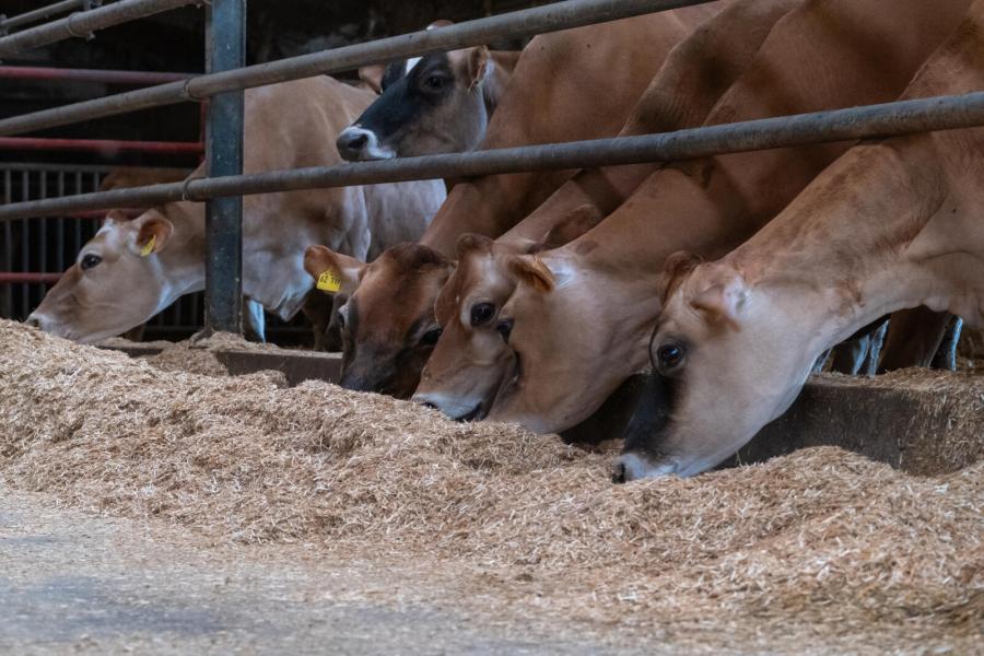 Devreker