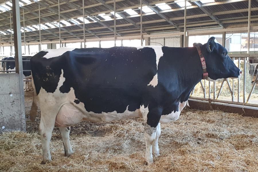 Lady 25 (v. Silver) heeft een grote invloed op het bedrijf. De excellente koe werd meerdere keren gespoeld en kreeg 23 vrouwelijke nakomelingen