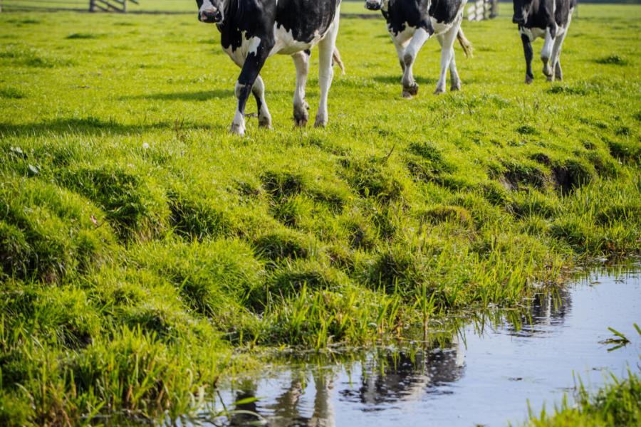 Het jongvee leert al op jonge leeftijd wat weiden is