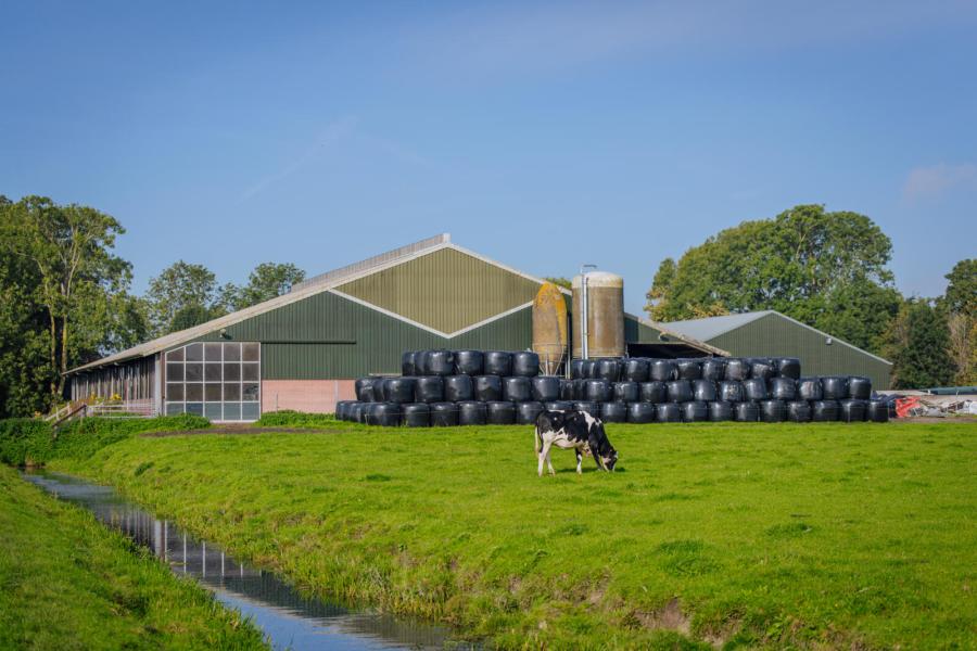 Het herfstgras wordt ingekuild in balen en in het winterseizoen gevoerd in het basisrantsoen van de melkkoeien. Zo wordt het onbestendige eiwit goed benut.