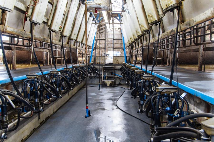 De koeien worden gemolken in een zij-aan-zij melkstal. Op termijn zal deze mogelijk worden vervangen door robots mits dit gecombineerd kan worden met weidegang