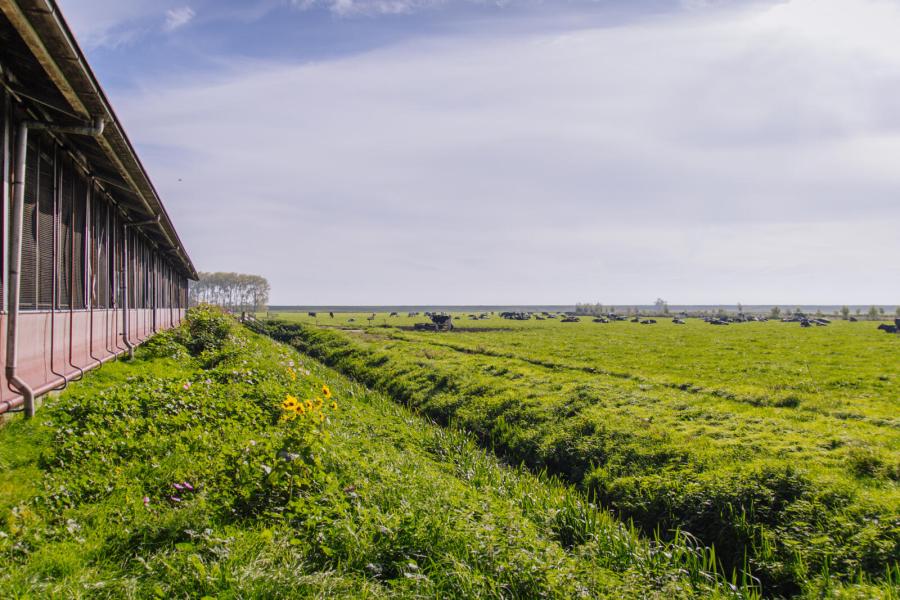 Rond de stal ligt 30 hectare grasland waarop de koeien volop worden geweid