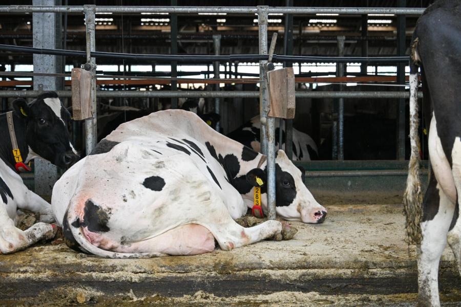 Er is veel aandacht voor koecomfort. In het afgelopen jaar zijn in de gehele stal dikke koematrassen en houten, bewegende ligboxafscheidingen geplaatst, die tevens breder zijn gezet (op 1.20-1.30 m). 