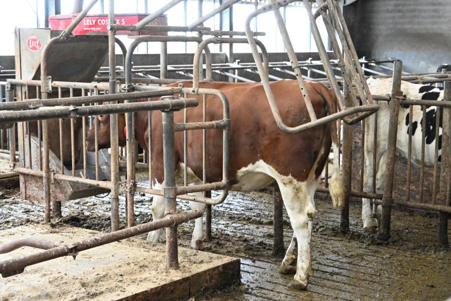 In de groep met hoogdrachtige vaarzen en droge koeien kunnen de koeien worden bijgevoerd via een krachtvoerbox en helpt met de gewenning voor de melkrobot.