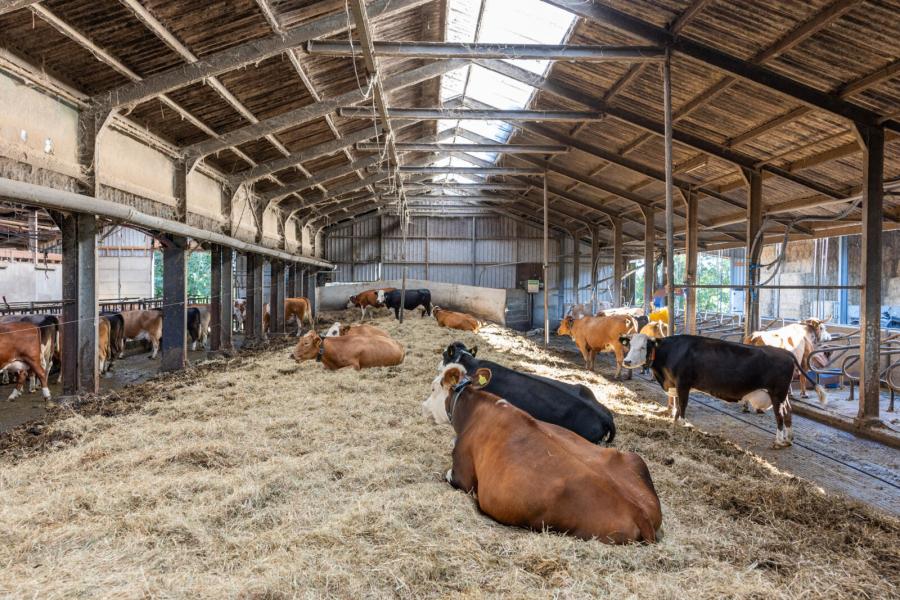 Voor het opstrooien van de koeien in de heuvelstal gebruikt Robert strooisel dat van het natuurland afkomstig is. De koeien trappen het stro zelf naar beneden, zodat de stal niet uitgemest hoeft te worden. Een mestschuif schuift het stro naar een afstortput