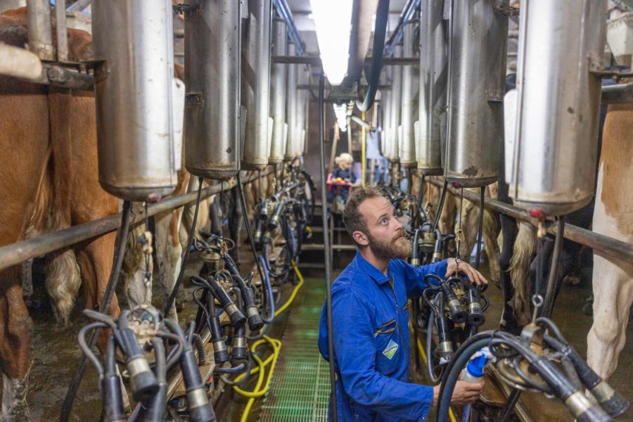 Robert levert de melk van de koeien aan de antibioticavrije melkstroom van CZ Rouveen, die gekoppeld is aan het 3 sterren Beter Leven-keurmerk van de Dierenbescherming. Dat levert hem een plus op de biologische melkprijs van 9 cent per liter melk