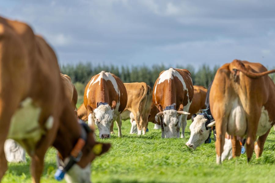 Het afkalfpatroon wil Robert verschuiven van de herfst naar het voorjaar. Zo kunnen de verse koeien optimaal van het voorjaarsgras profiteren