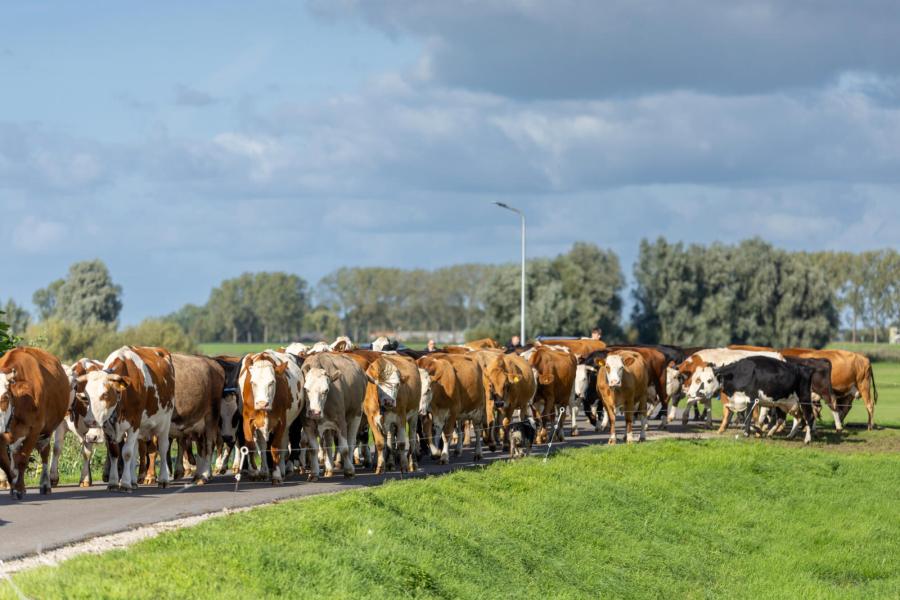 Over de dijk lopen de koeien ’s middags terug naar de stal