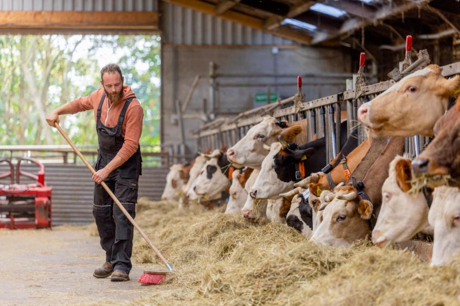 Op stal krijgen de koeien nu wat suikerrijk hooi bijgevoerd als tegenhanger voor het eiwitrijke gras