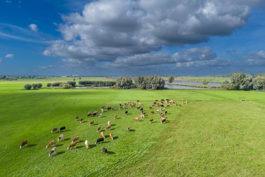 Robert wil op een zo natuurlijk mogelijke manier melk maken van gezonde koeien. De koeien lopen 250 dagen per jaar buiten en weiden dit jaar ruim 4000 uur. Over het hele jaar gezien bevat het rantsoen 55 procent vers gras