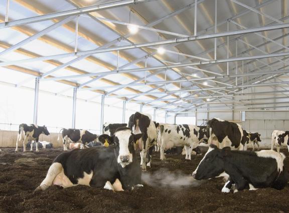 Als de aanpassingen voor extra leefoppervlak gerealiseerd moeten worden binnen de bestaande stalruimte, zal de veestapel moeten krimpen en kan de opbrengstderving voor een gemiddeld bedrijf oplopen tot meer dan 100.000 euro