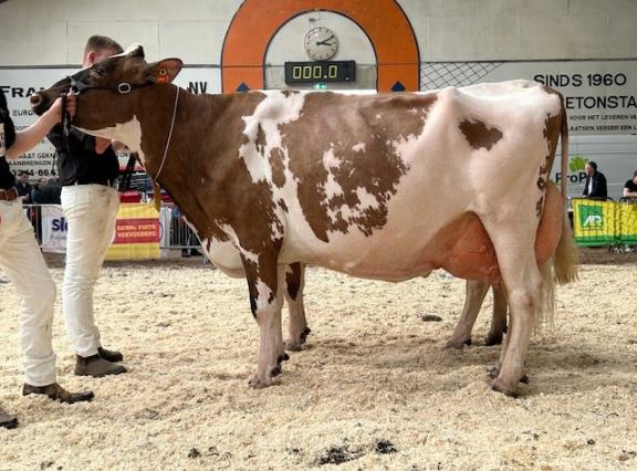 Grashoek Rea 4 P (v. Bart), een van de kampioenen in Asten-Heusden