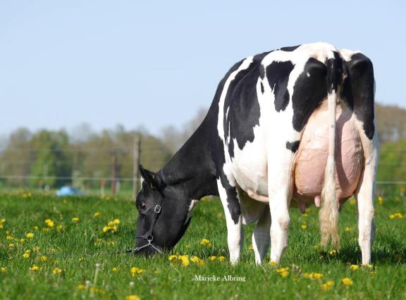Drouner Anna 1709 is voor de familie Albring de tweede koe met 93 punten (foto: Marieke Albring)