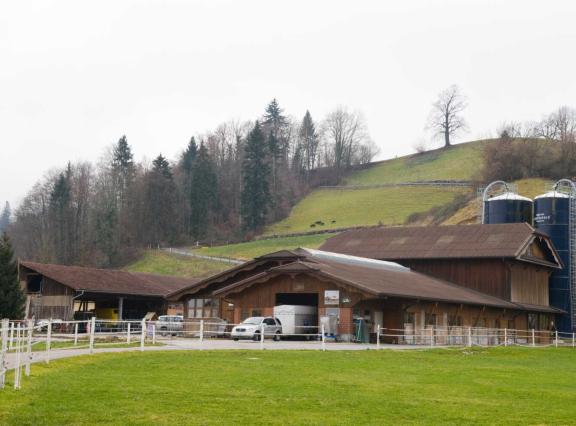 In Zwitserland is het virus intussen aangetoond bij runderen in 22 kantons (foto ter illustratie)