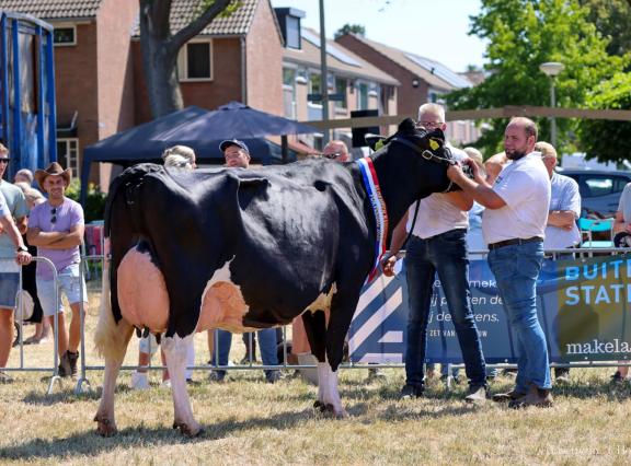 De bijna zeven jaar oude Wekken-Holstein Martha 111 zegevierde in Hellevoetsluis (foto: Lisette in ‘t Hout)