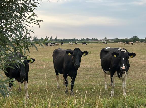 Er is nog steeds regen nodig om de grasgroei echt te herstellen