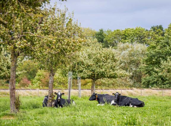 Rondom de boerderij liggen hoogstamboomgaarden waarin het jongvee en de droge koeien worden geweid