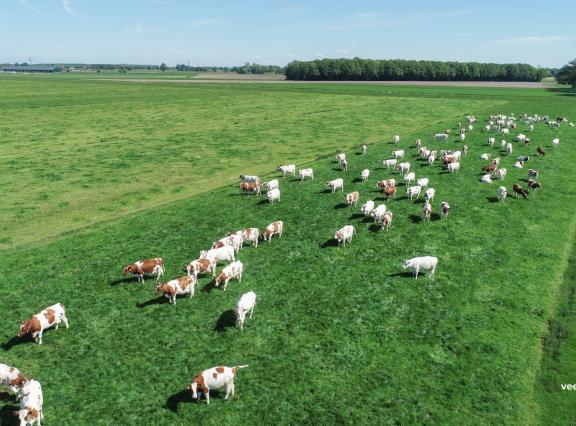 Het percentage bedrijven dat weidegang toepast ligt de laatste twee jaar onder de streefwaarde van 81,2 procent