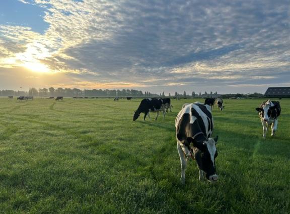 Regen en warmte zorgen voor een nieuwe opleving van de grasgroei