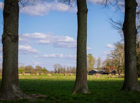 Koeien van extensieve bedrijven staan minder uren op stal en veel mest komt rechtstreeks in de wei terecht. Het beleid stuurt echter op emissies vanuit de stal en de mestopslag