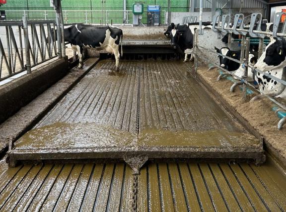 De rubberen stalvloer heeft sleuven waarin mest en urine worden opgevangen (foto: V17 Agro)