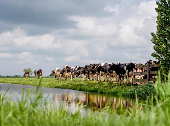 Het gemiddelde saldo uit melkvee over de afgelopen twaalf maanden daalde met ruim 6 euro per 100 kilo melk en kwam uit op 26,67 euro per 100 kilogram melk