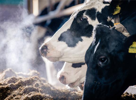 De onderzoekers vonden een duidelijk verband tussen de fokwaarde methaanefficiëntie en de gemeten methaanuitstoot