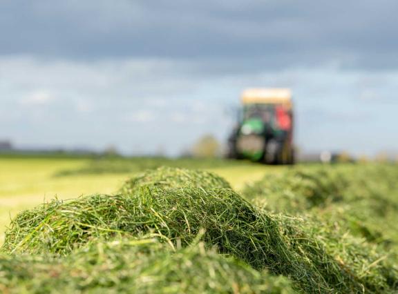 Sommige veehouders zullen extra ruwvoer aan moeten kopen, omdat de ruwvoerkwaliteit door de droogte tegenviel
