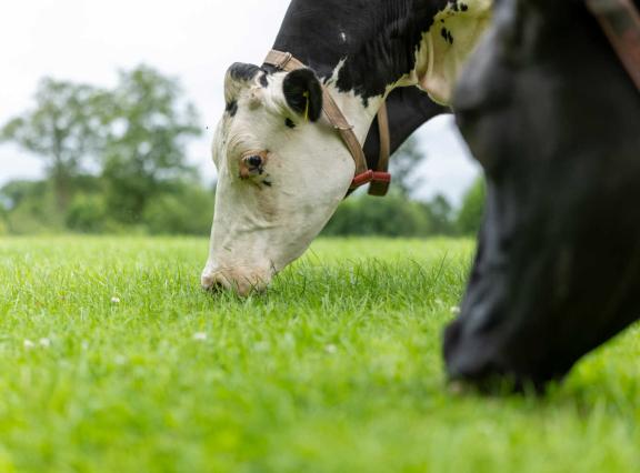 Het lekkerste en meest frisse gras vinden koeien op percelen die na de droogte al een keer gemaaid zijn