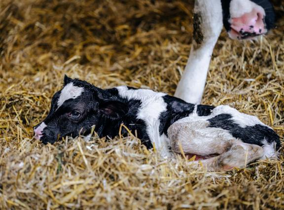 Uit onderzoek van GD blijkt dat in Nederland twee verschillende typen van het shamonda-like-virus rondgaan 