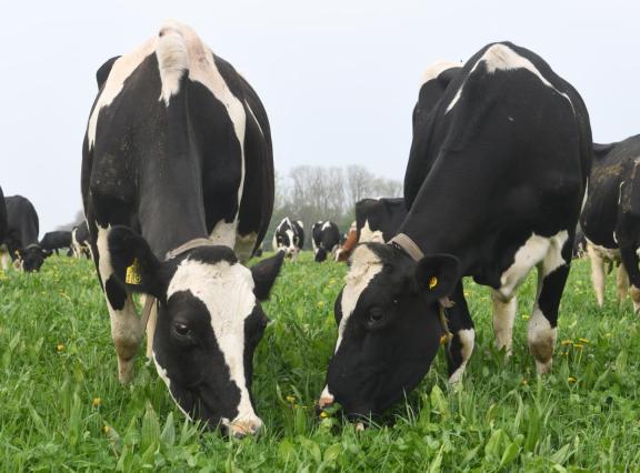 Meer uren weidegang heeft een positief effect op veel duurzaamheidskenmerken