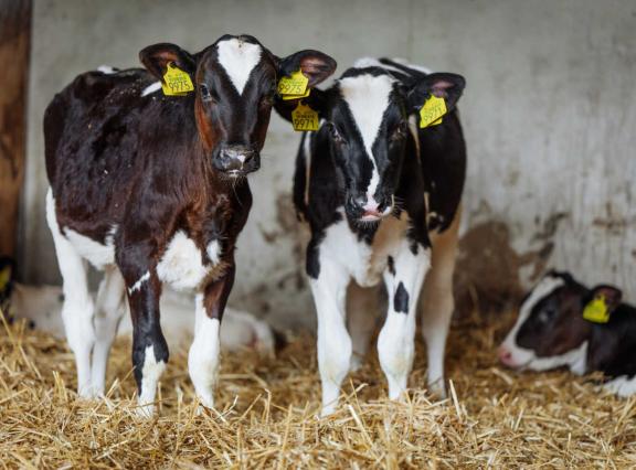 Kalveren in duo’s produceerden als vaars zo’n 760 kg melk meer dan individueel gehuisveste kalveren