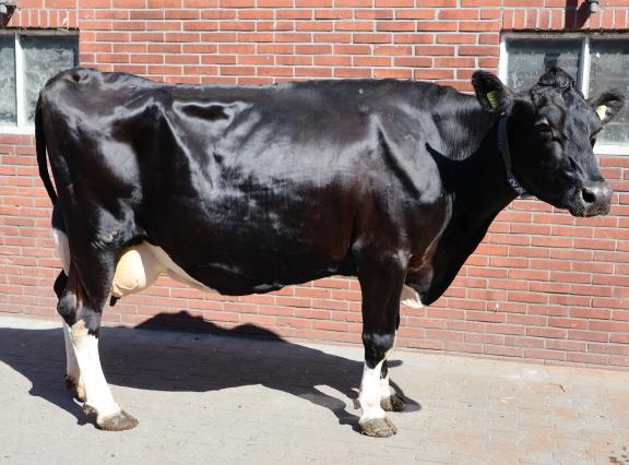 Hermi 1722 (v. Atlantic) won met glans de rubriek ‘Parels’ met een levensproductie van meer dan 115.000 kg melk