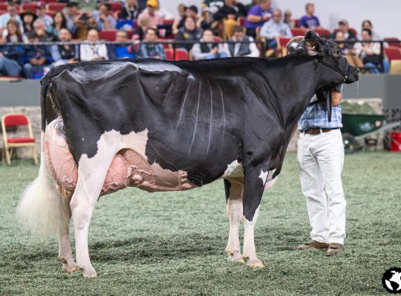 Eixdale Pwrup Alongside zegevierde in Madison (foto: Cowsmopolitan)