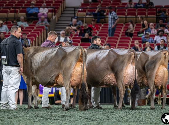 Winnares Bailey in de finale met naast haar reservekampioene Dixie (foto Cowsmopolitan)