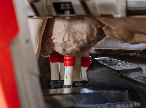 De gestegen melkproductie per koe is een belangrijke oorzaak voor de grotere behoefte aan fosfaatrechten
