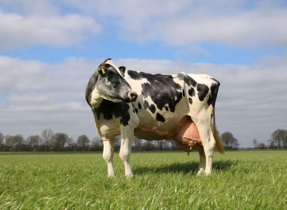 Tweehonderdtonner Deri (v. Outside) is een van de bijna 8000 levende zwartbonte Duitse honderdtonners in 2021 (foto: Vost)