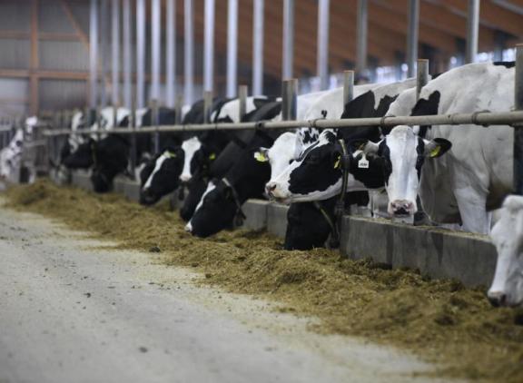 Gemiddeld noteerden de Duitse zwartbonten in het boekjaar 2020-2021 een levensproductie bij afvoer van 31.074 kg melk