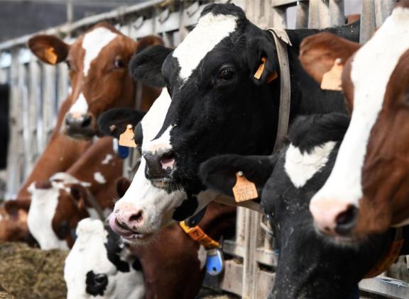 België heeft afgelopen jaar meer runderen geïmporteerd