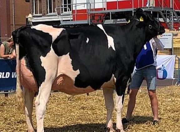 Driejarige Charity 16 wint veekeuring Balk