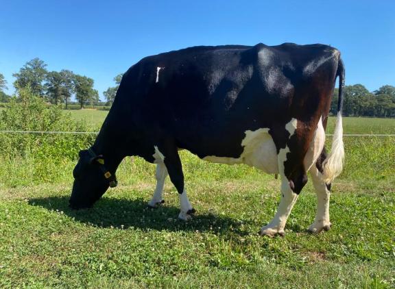 Geesje produceerde tot nu toe bijna 70.000 kg melk