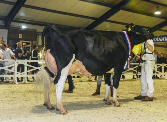 Op de laatste Midsummer Dairy Show in 2019 werd Moerhoeve Marina 371 (v. Braxton) uitgeroepen tot Miss Midsummer Black