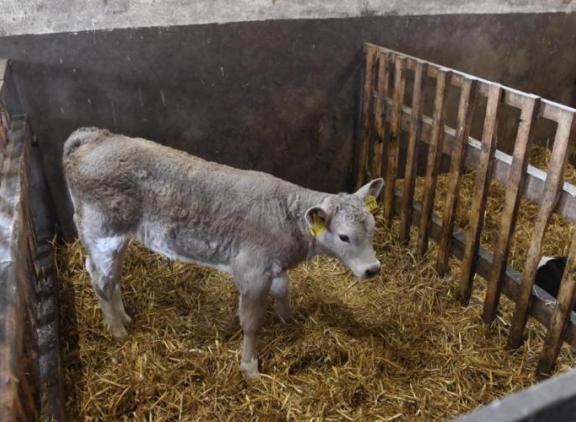 Een kruislingkalf van een holsteinmoeder en een INRA 95-vader