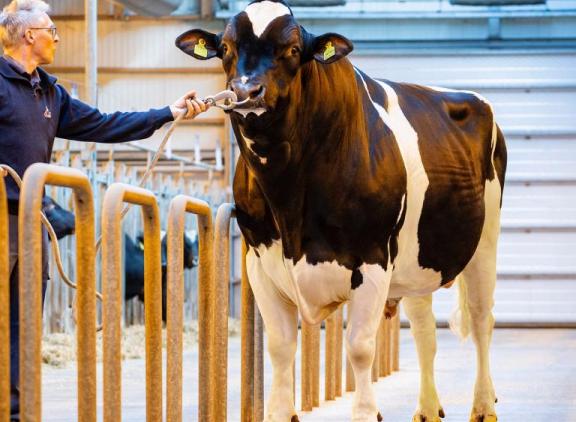 De Interbull-draai van augustus leverde weer veel nieuwe namen op