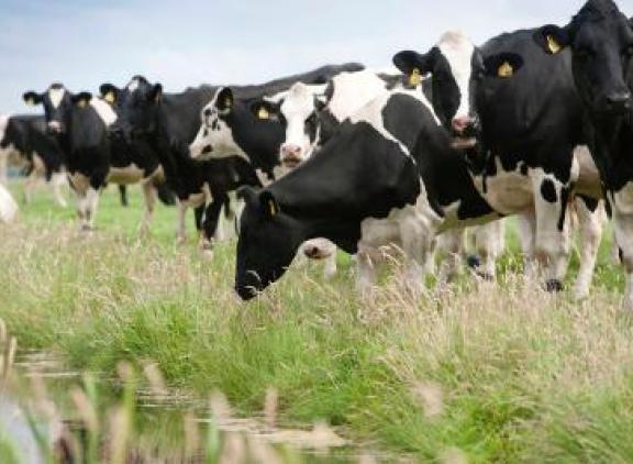 Weidegang is gunstig voor de marge op zowel kringloop- als niet-kringloopbedrijven