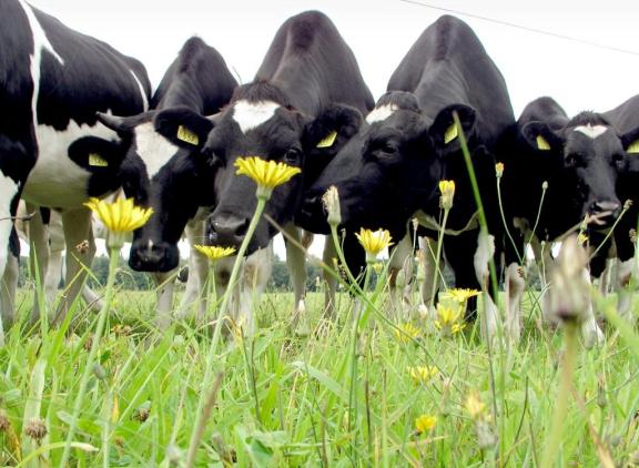 Het bestuur van de stichting Deltaplan Biodiversiteitsherstel roept het kabinet op om minder geld te besteden aan uitkoop en meer aan ondersteuning voor boeren die hun bedrijfsvoering verduurzamen